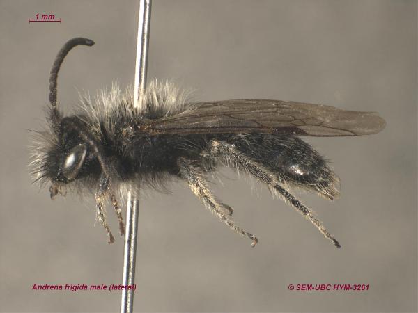 Photo of Andrena frigida by Spencer Entomological Museum